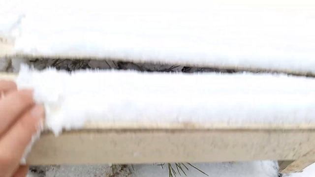 Укрытие молодых гортензий на зиму, осень 2024