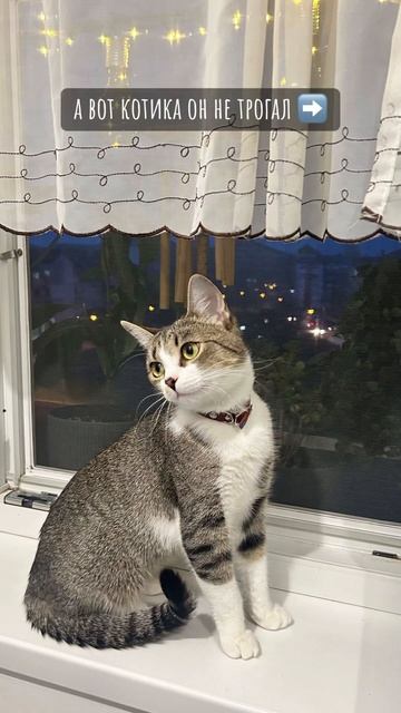 Так и есть 🐈⬛ #кошки #котики #shortsvideo #шортс #catlover #дом? смотреть онлайн