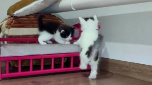 Два маленьких котенка такие милые, что всегда хочется наблюдать, как они играют.