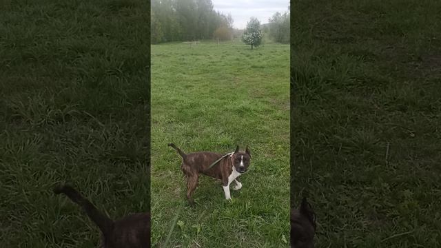 Хейна. Шереметьевский приют.