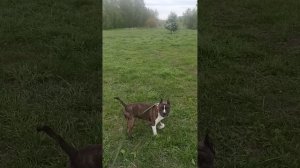 Хейна. Шереметьевский приют.