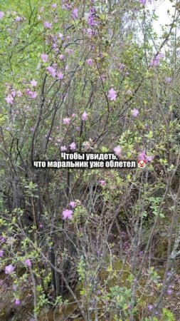 Забыла ещё добавить, что бронировала домик в феврале.

А если серьезно, красивый цветущий⬇️