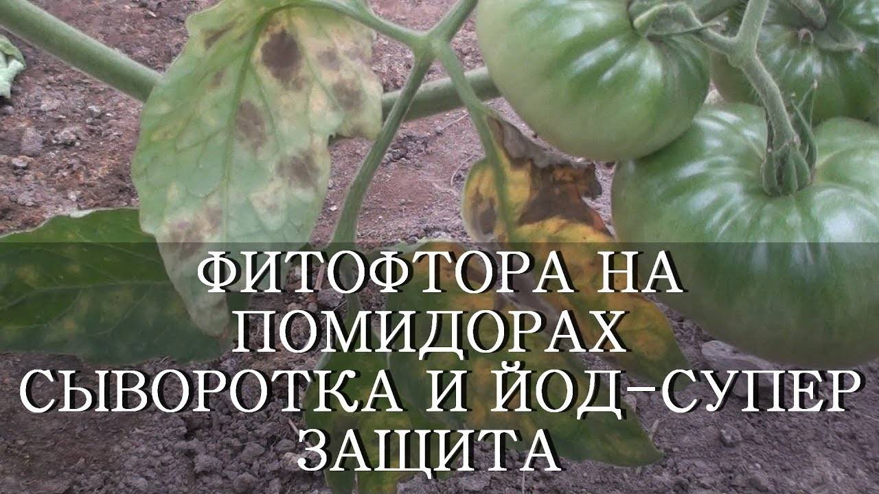 ФИТОФТОРА НА ПОМИДОРАХ СЫВОРОТКА И ЙОД ЗАЩИТА И ПОДКОРМКА