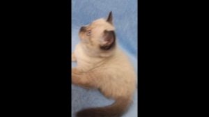 Актирование Изуми Фэнси 27.03.2025