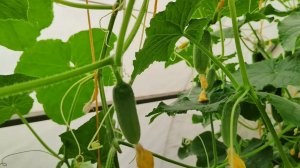 БОЛЬШОЙ урожай ОГУРЦОВ. Чем подкормить огурцы. Простая и Эффективная подкормка огурцов.