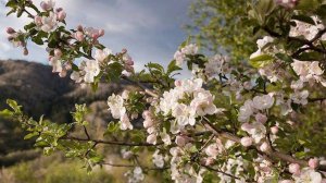 Яблоня Сиверса зацвела в Алматы