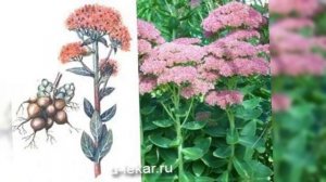 Заячья капуста (очиток пурпурный)