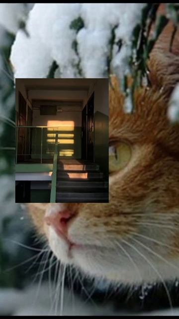 обои #подпишись #поставьлайк #хочуврек #аватарки #обои? смотреть онлайн