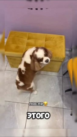 Откормили пёсика #собака #животные #мем #юмор #тренды #9мая #shortvideo #shorts #жирные