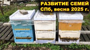 Развитие семей. Санкт - Петербург, весна 2005г.