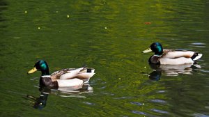 Утиные истории - река Быковка