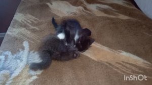 Тишка с мурзиком хулиганят