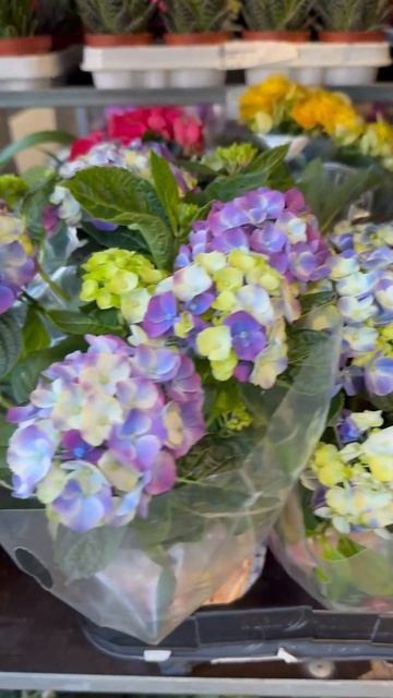 #hydrangea#macrophylla#hortensia#гортензия#garden#гортензія #shorts#アジサイ смотреть онлайн