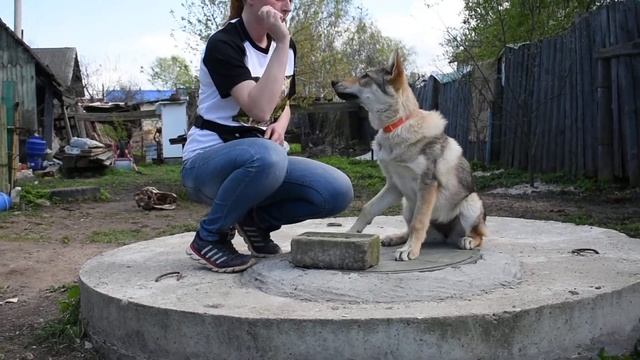 Балькис Дазлинг Бьюти 4 мес