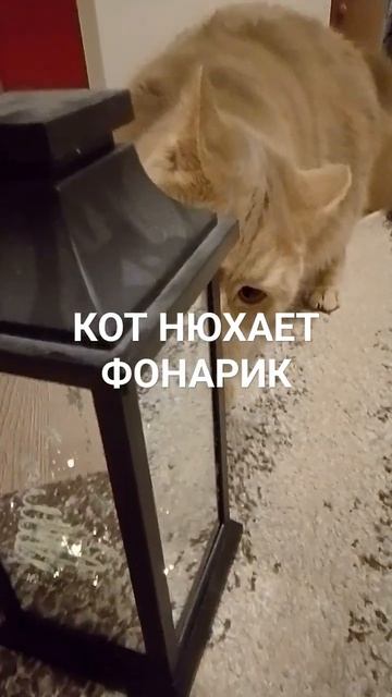 КОТ НЮХАЕТ ФОНАРИК#котики смотреть онлайн