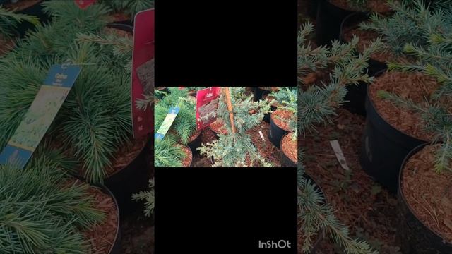 Кедри на наших ділянках. Огляд сортів.