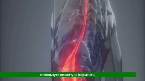 Путешествие по телу Виноградинки