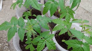 Последняя ПОДКОРМКА РАССАДЫ ТОМАТОВ перед высадкой в грунт. Полезные советы опытных дачников