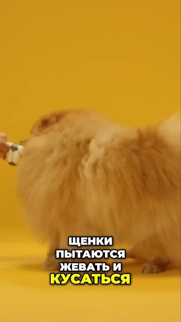 Почему щенок кусается? 3 причины (и как это остановить!) #животные #собака #собака #топ