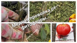 Втыкаем в стволы томатов проволоку и забываем про фитофтору.