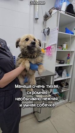 Маленькая собачка, брошенная в приграничье, пришла за помощью к военным