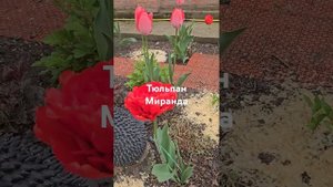 Тюльпан сорт Миранда. #гортензий #садоводничество #цве