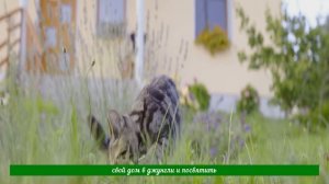 10 самых опасных пород кошек в мире