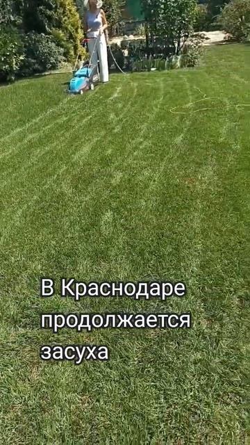 04.08.24г. #жара #засуха #дачанаюге #южныйсад #газон #shortvideo #