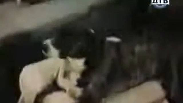 Реальные приколы юморные животные новые смотреть онлайн