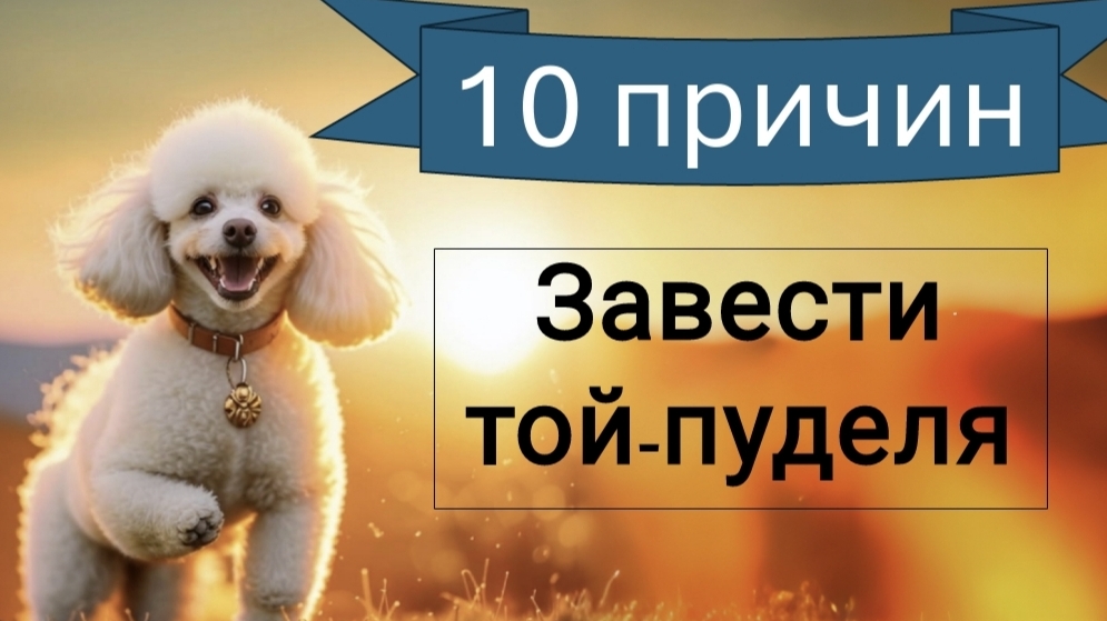 10 причин завести той-пуделя / плюсы породы той-пудель / обзор породы пудель
