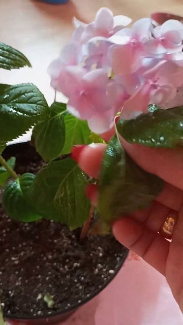 Гортензия нико блю. смотреть онлайн