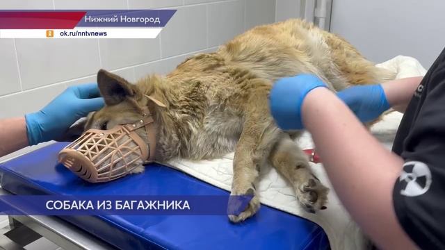 Искалеченную собаку выбросили у приюта "Сострадание-НН"