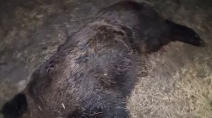 Охота на кабана! Добыт кабан монстр!!!