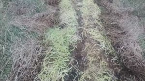 Обустройство овощной грядки на целине...