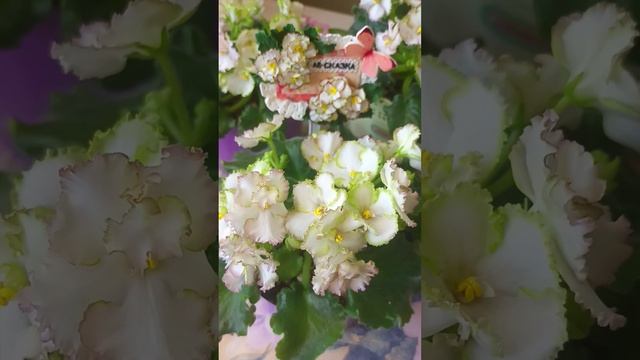 Фиалка АВ-Сказка с табличкой из полимерной глины!