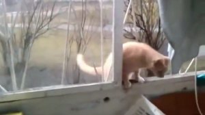 Возвращение Кота