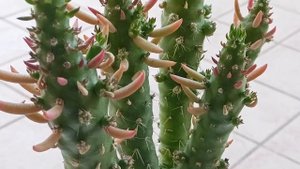 Аустроцилиндропунция. Austrocylindropuntia subulata....