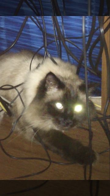 Кошка - фонарик #shorts #cat смотреть онлайн