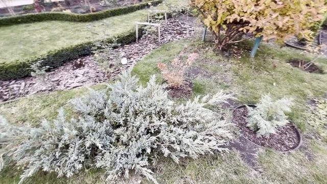 Пересадка ялівцю 2024