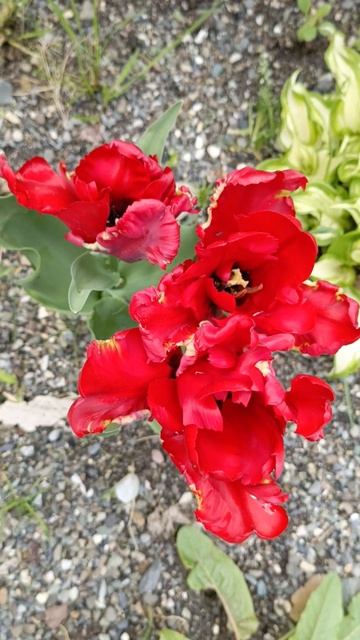 #тюльпаны #цветы #природа #красота #весна #сочи #сад #flower смотреть онлайн