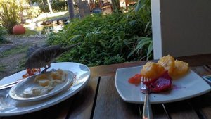 Тропическая птица ест тропические фрукты.
Остров Маврикий