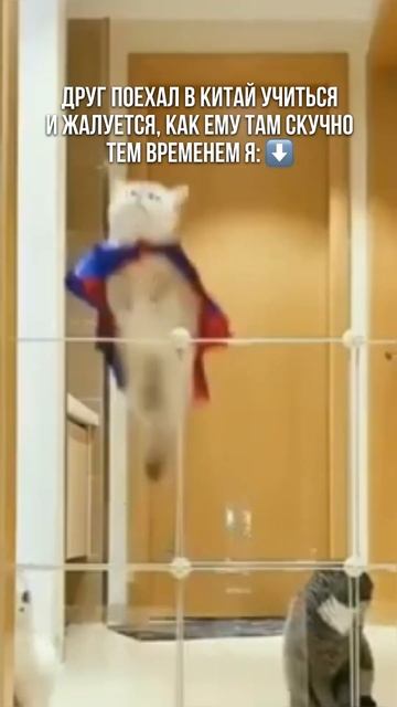 Если бы у меня такое в жизни было китай мем китайскийязык юмор путешествия кот котики мемы