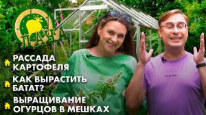 Рассада картофеля | Как вырастить батат? | Урожай мечты на даче легко и просто! Дача
