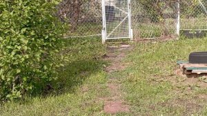 1000029050.mp4 11мая2025 года. Теперь у меня есть грядки.