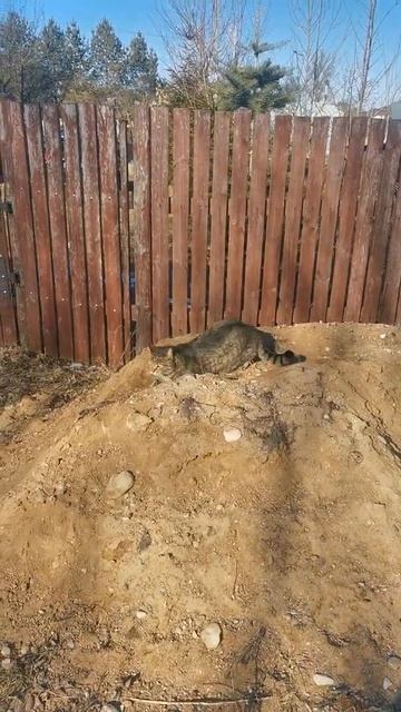 личная куча песка Рысика смотреть онлайн