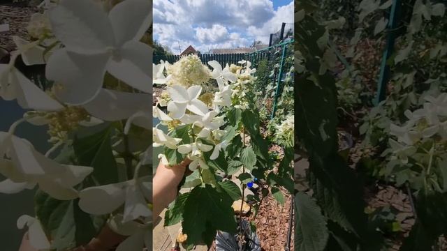 Гортензия Левана самая ароматная из всех гортензий! Е? смотреть онлайн