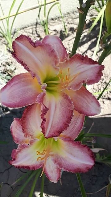 Same Love #garden #daylily #flowers #plants #perennial #beautiful #shorts #summer #лилейник смотреть онлайн