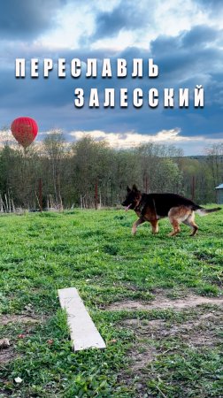Собака и Воздушные шары #переславльзалесский