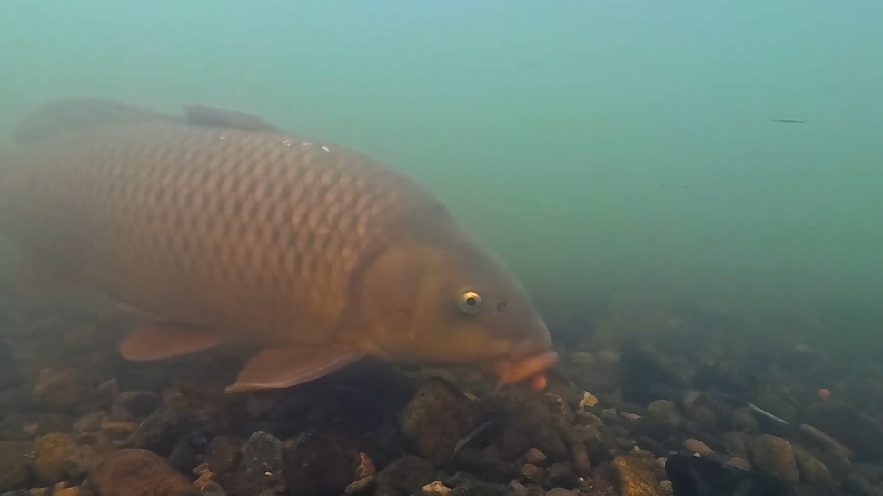 Под водой в момент подачи сигнала тревоги! 🐠🐋🐟