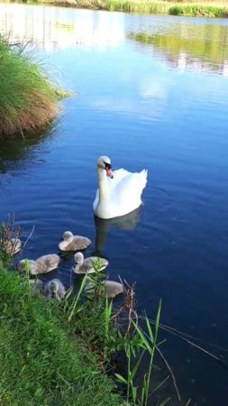 Лебедята 🦢